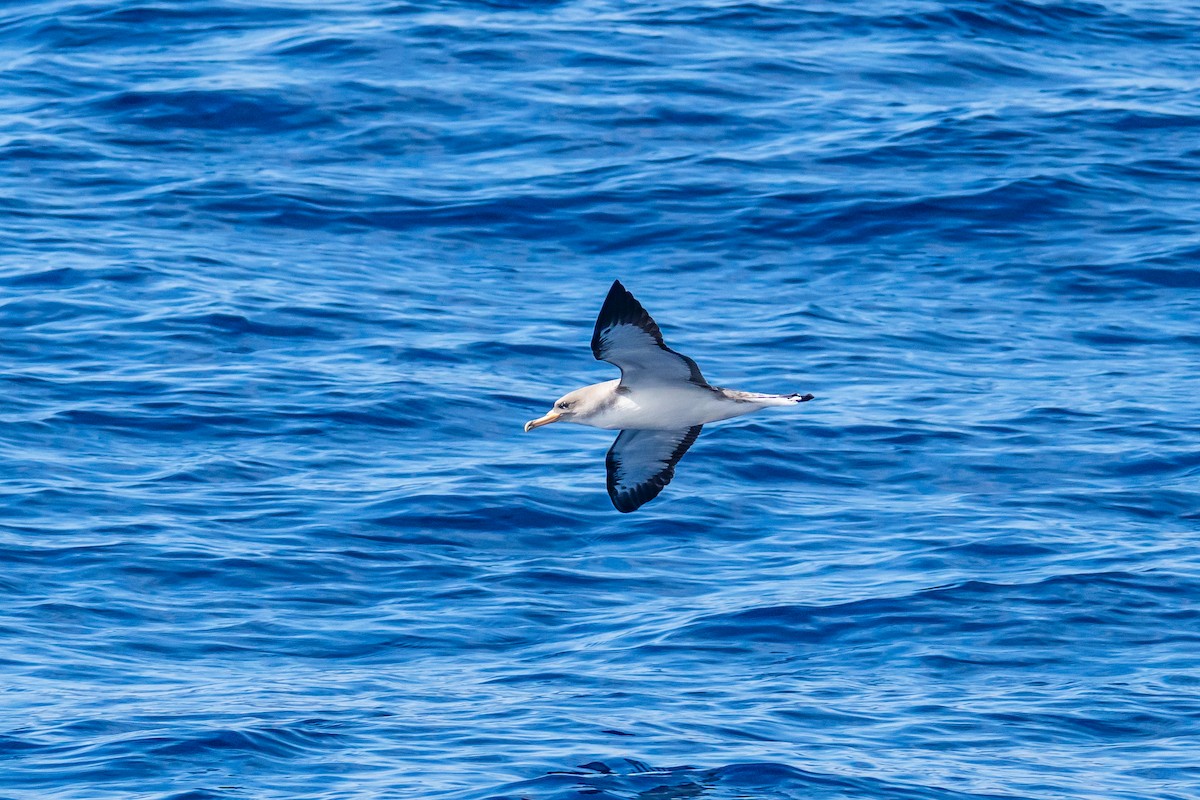 Cory's Shearwater - ML647426620