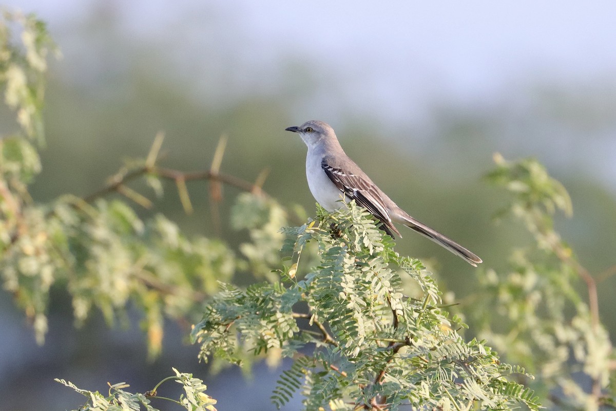 Tropikal Taklitçi - ML647426641