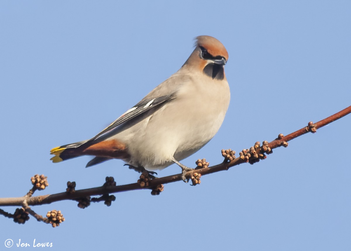 Bohemian Waxwing - ML647426642