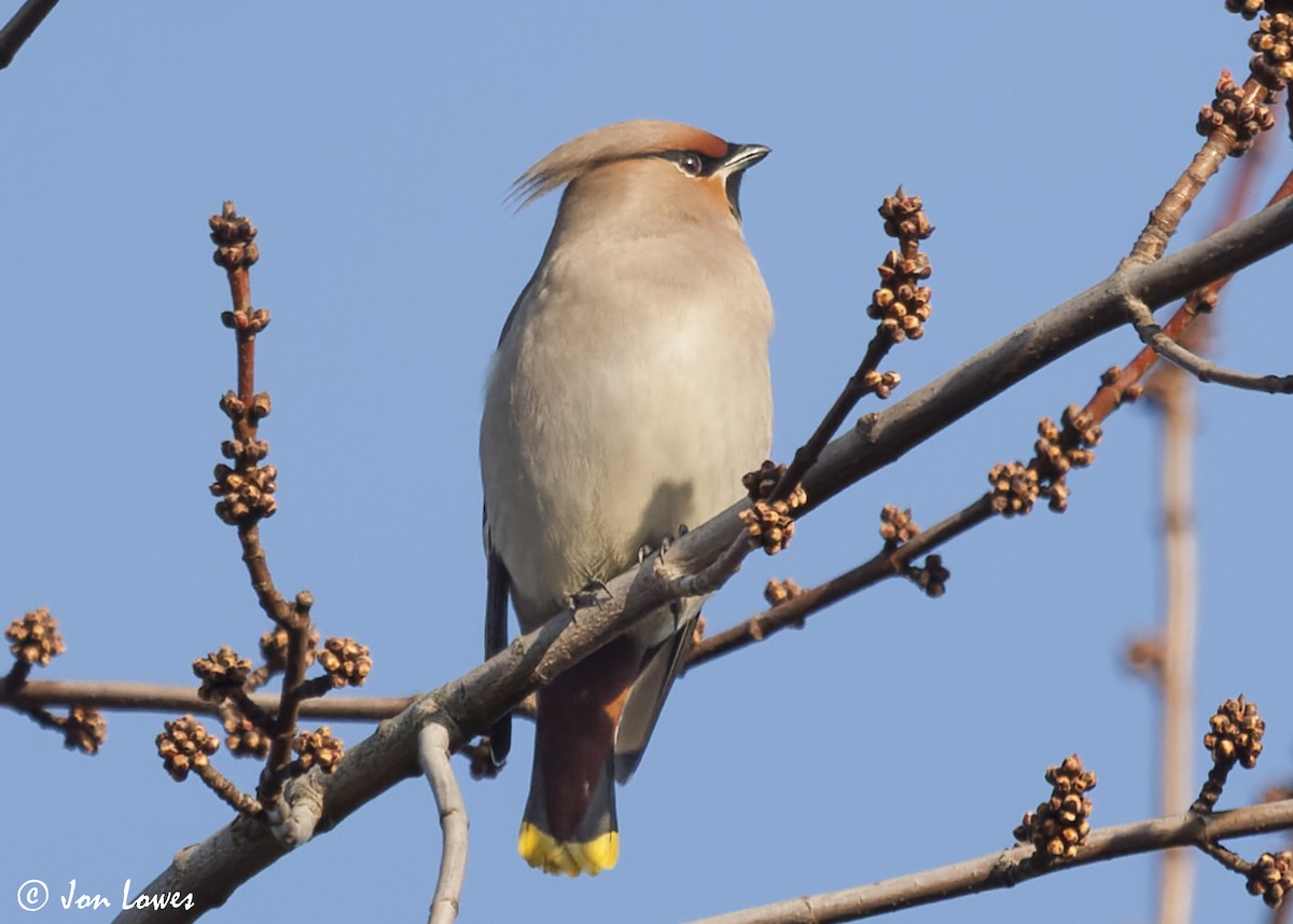 Bohemian Waxwing - ML647426643