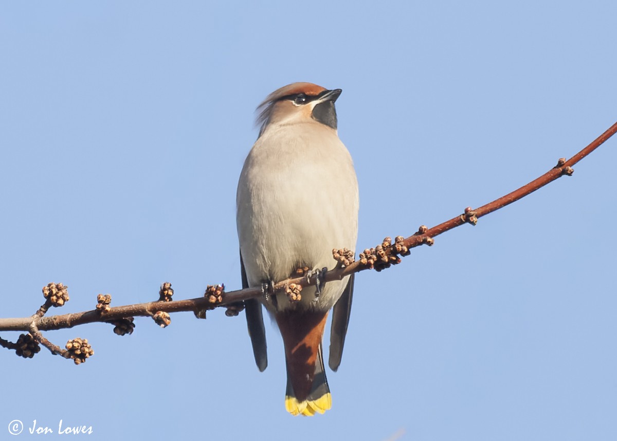 Bohemian Waxwing - ML647426644