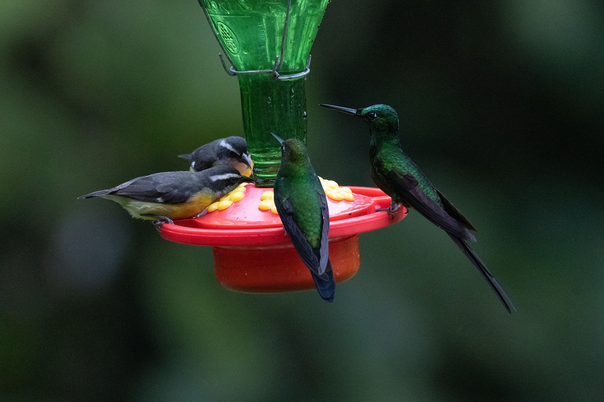 Empress Brilliant - ML647426645