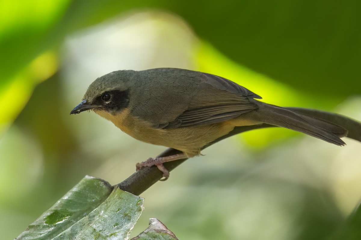 Tangara barbouillé - ML647426646