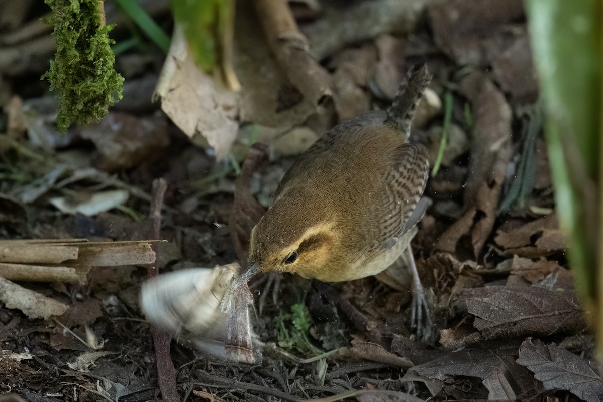 Troglodyte montagnard - ML647426659