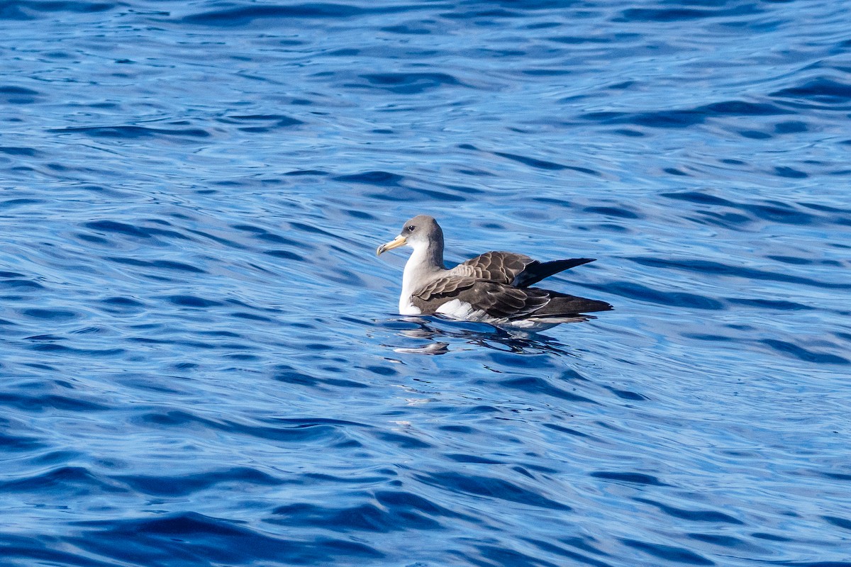 Cory's Shearwater - ML647426668