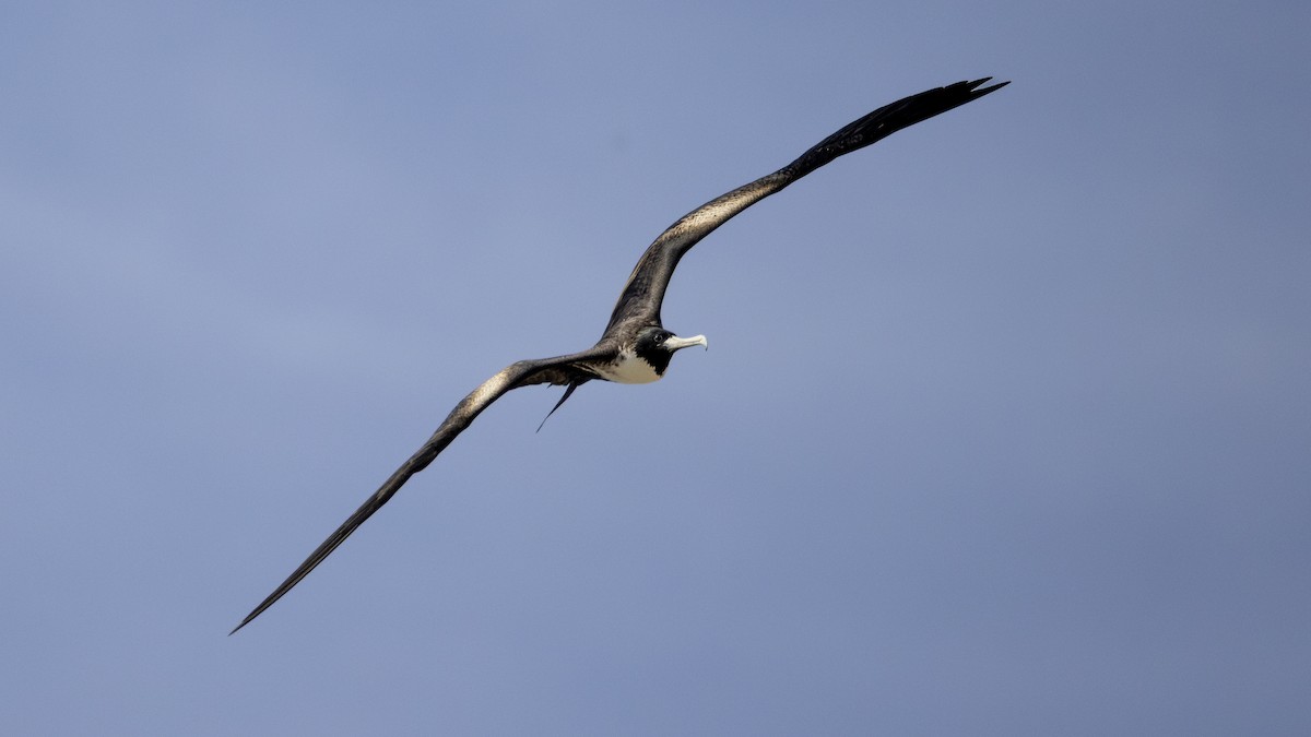 praktfregattfugl - ML647426669