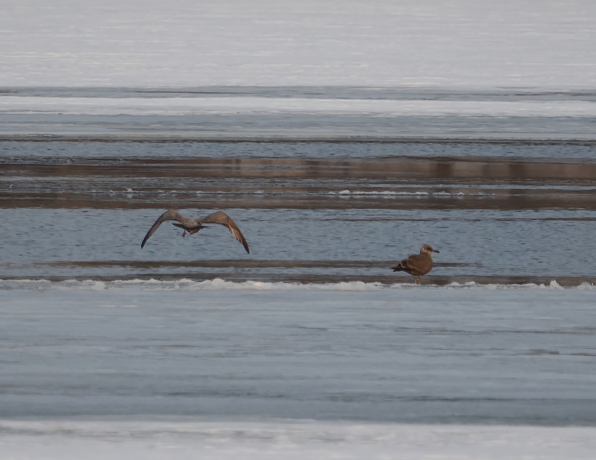 Gaviota Argéntea Americana - ML647426684