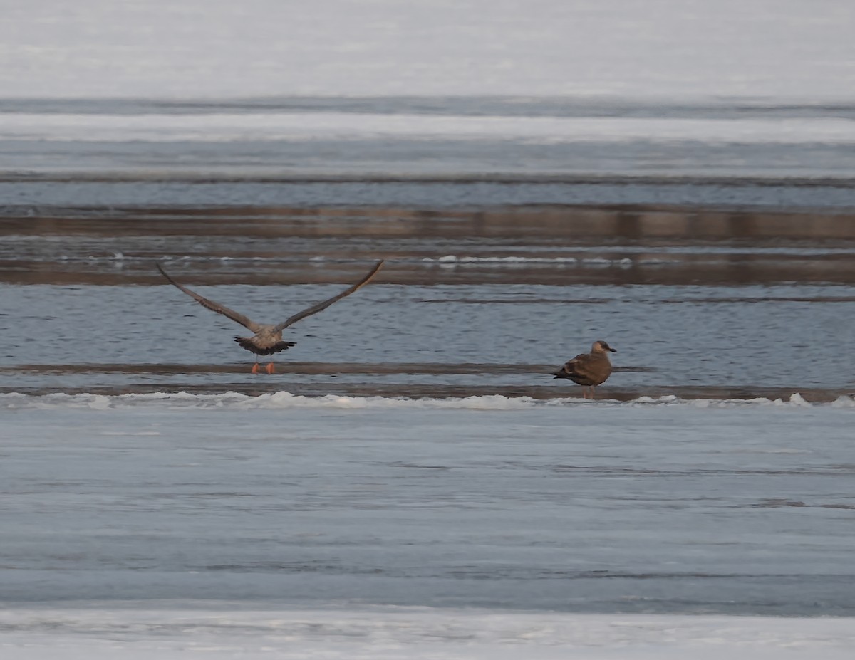 Gaviota Argéntea Americana - ML647426685