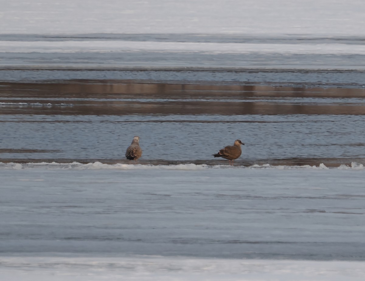 Gaviota Argéntea Americana - ML647426686