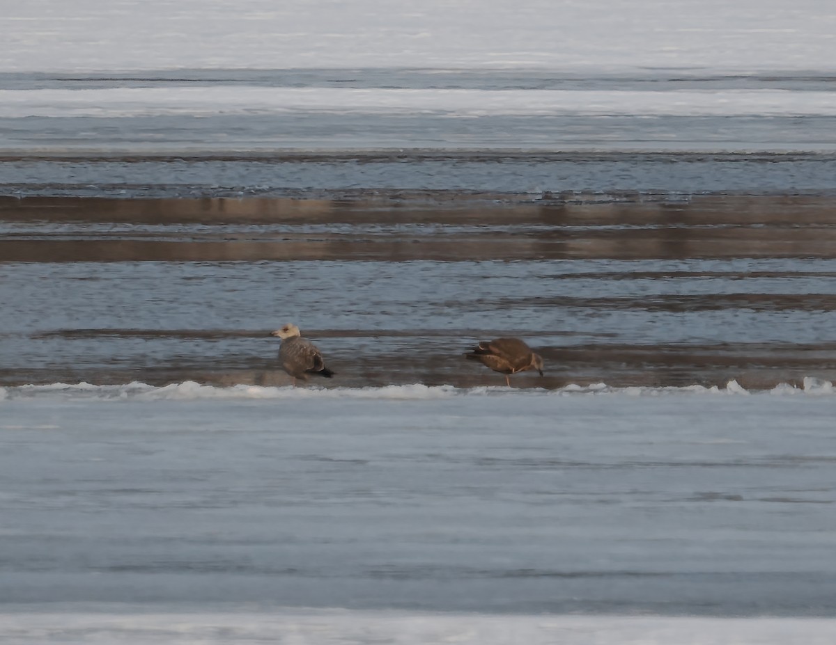Gaviota Argéntea Americana - ML647426687