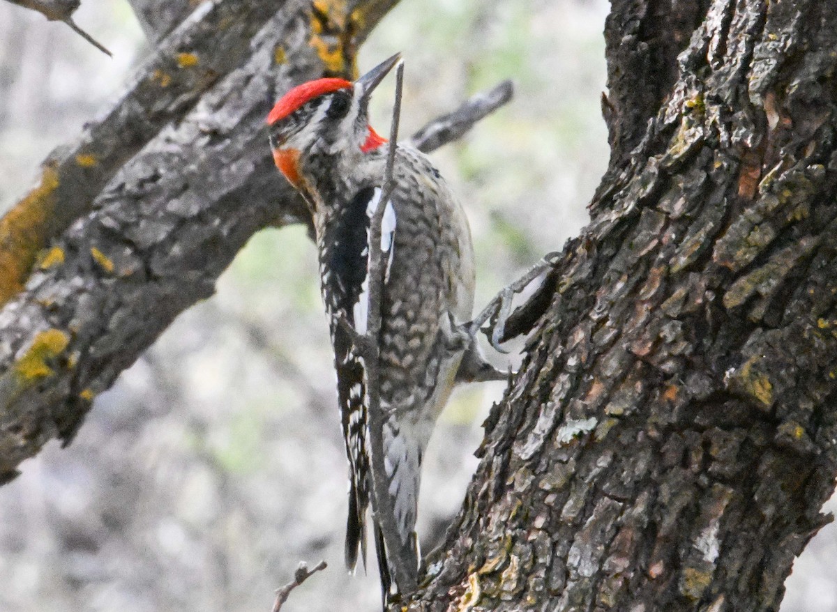 Rotnacken-Saftlecker - ML647426690