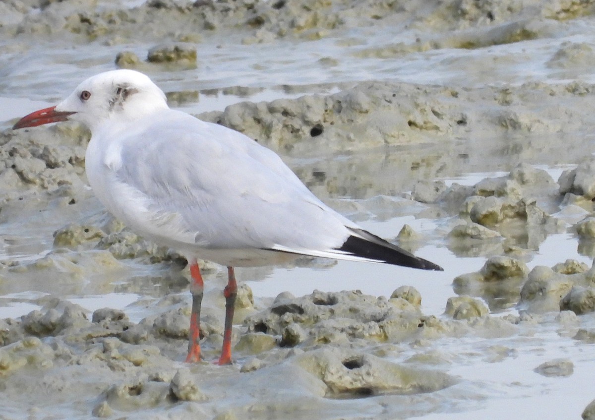 Slender-billed Gull - ML647426693
