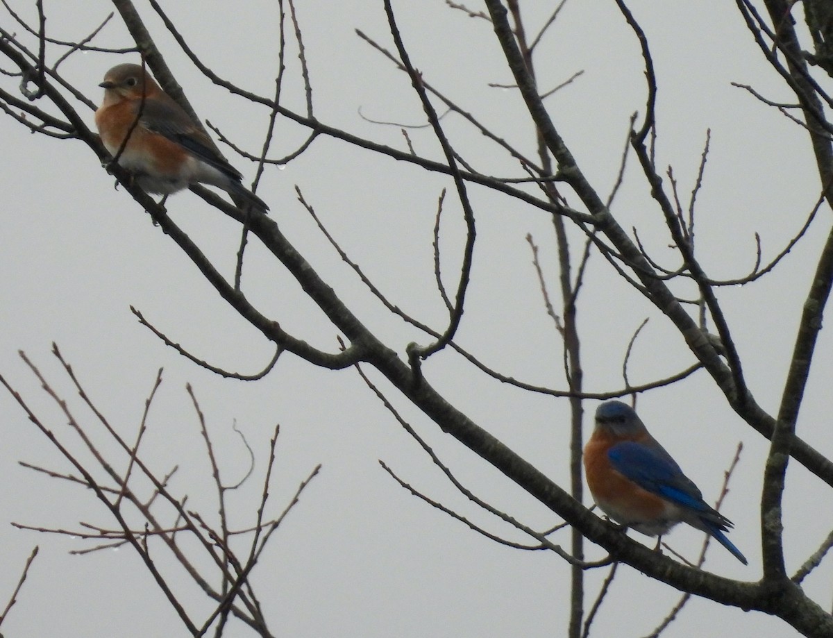 Rotkehl-Hüttensänger - ML647426697