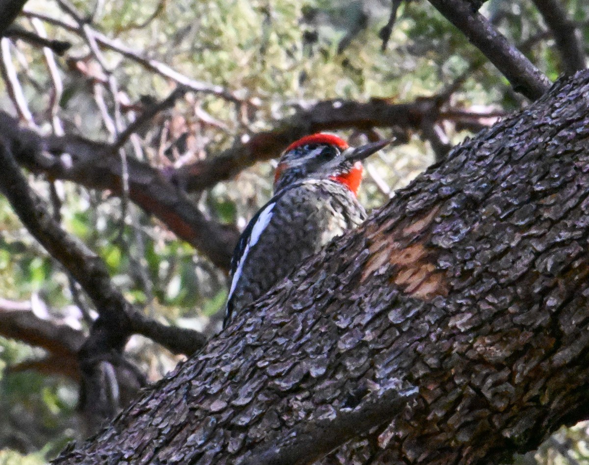 Rotnacken-Saftlecker - ML647426699