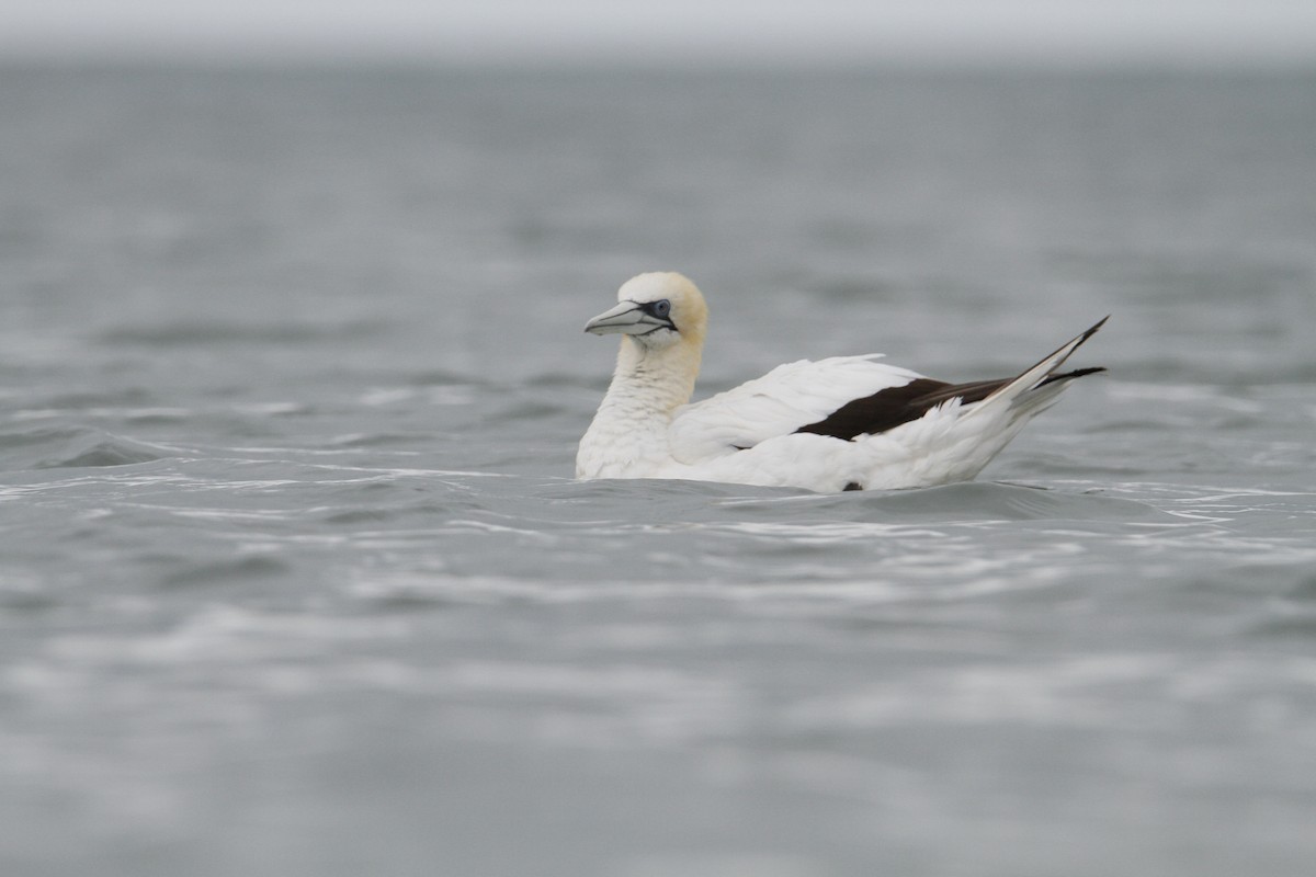 Australasian Gannet - ML647426713