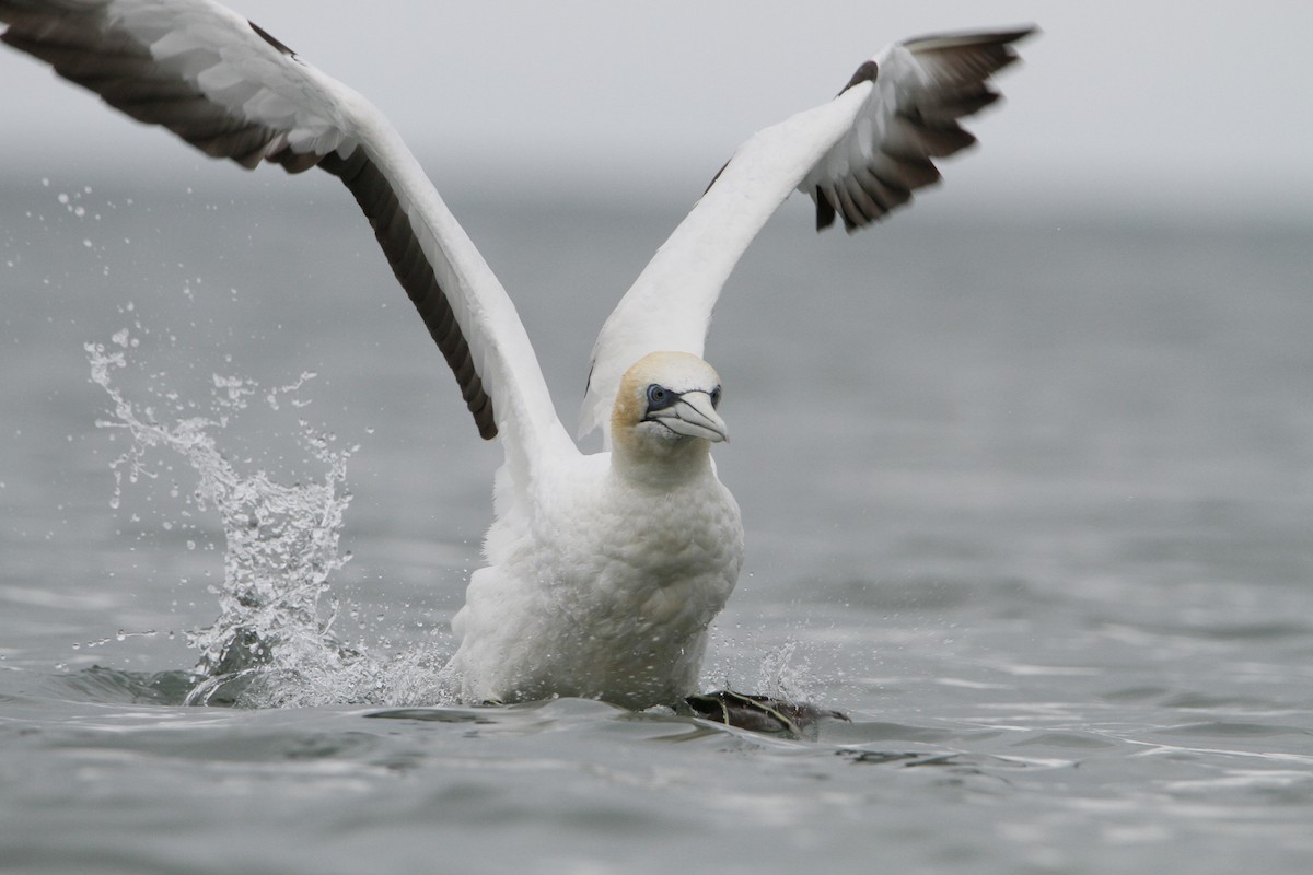 Australasian Gannet - ML647426716
