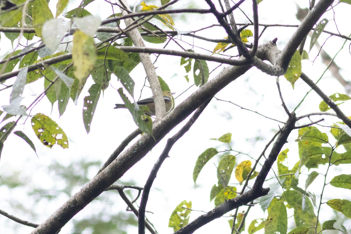 Пісняр-лісовик каштановий - ML647426717