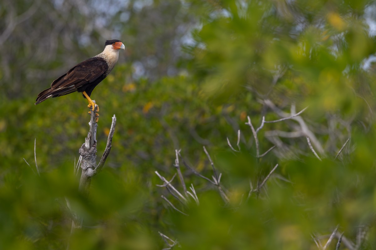 Crested Caracara - ML647426728