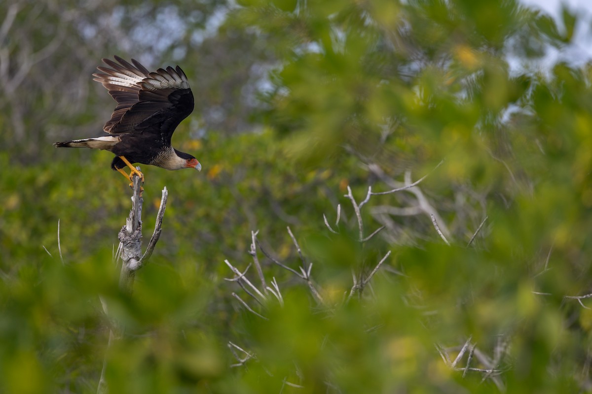 Crested Caracara - ML647426729