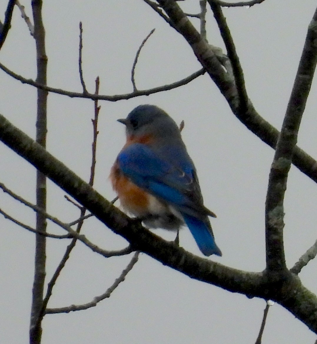 Rotkehl-Hüttensänger - ML647426730