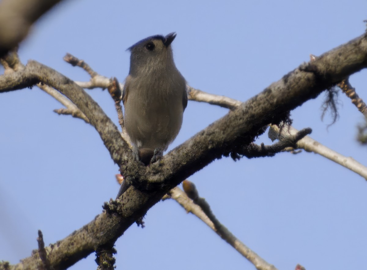 Tufted Titmouse - ML647426733
