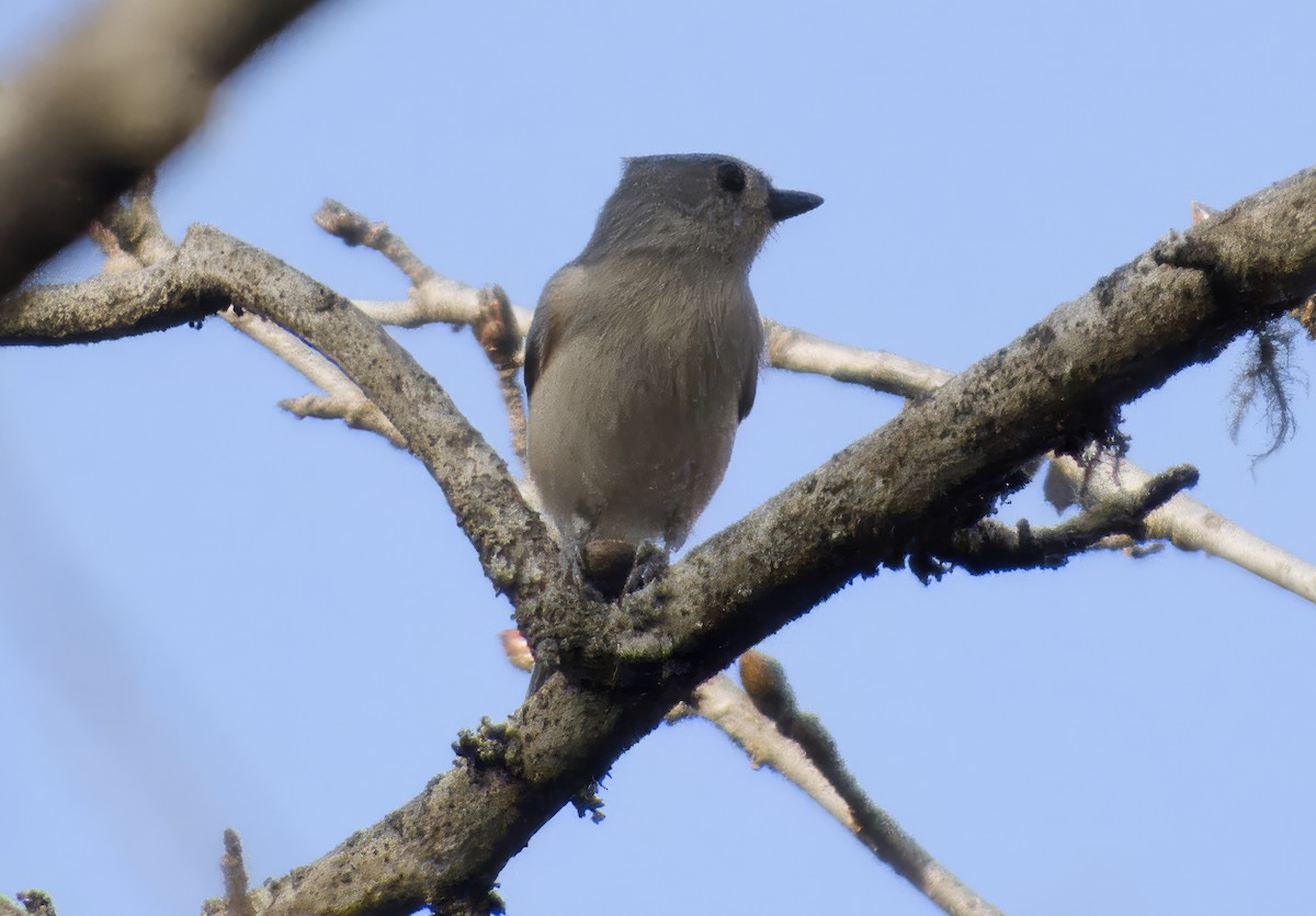 Tufted Titmouse - ML647426734