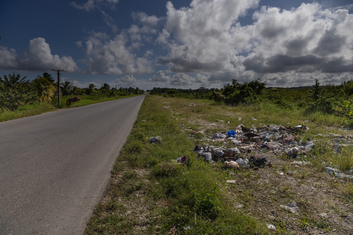 Turkey Vulture - ML647426737
