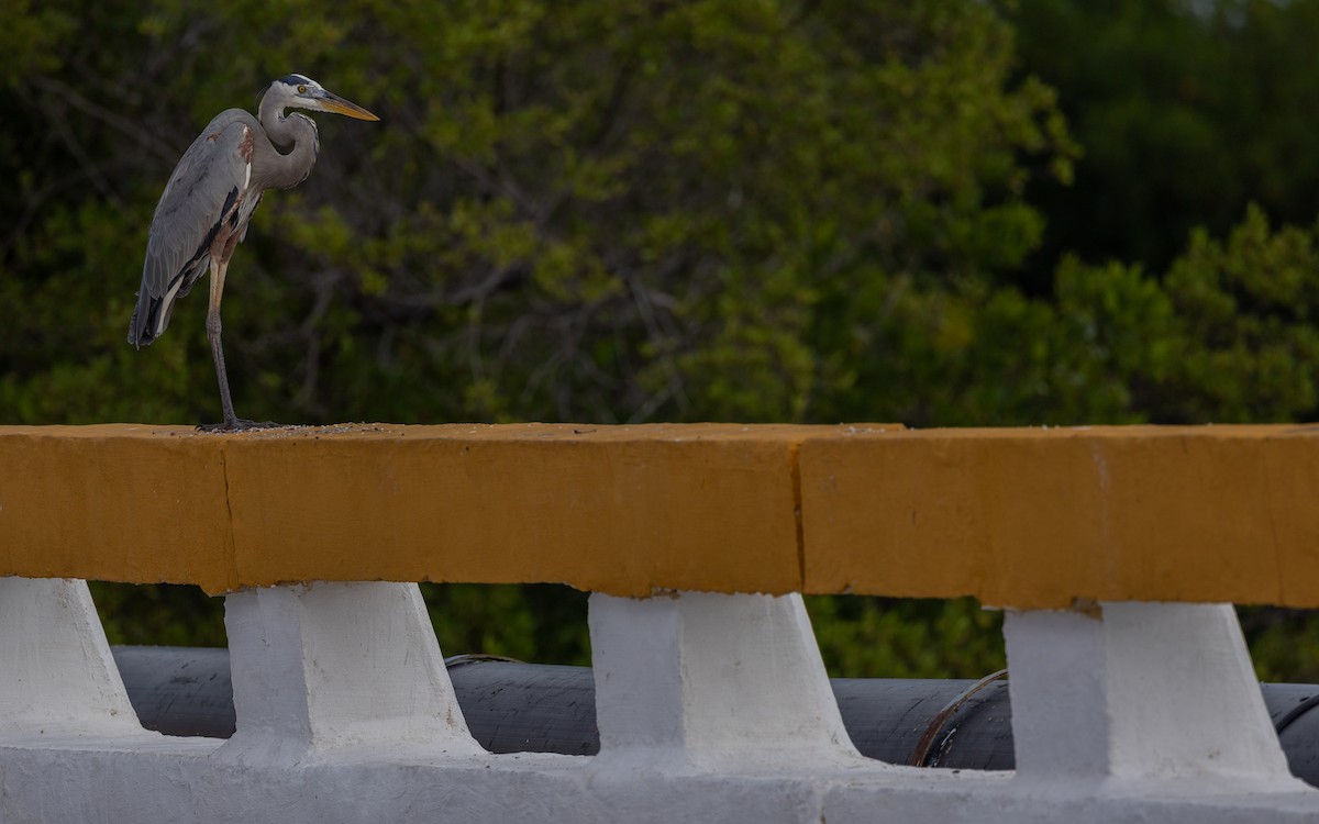 Great Blue Heron - ML647426740