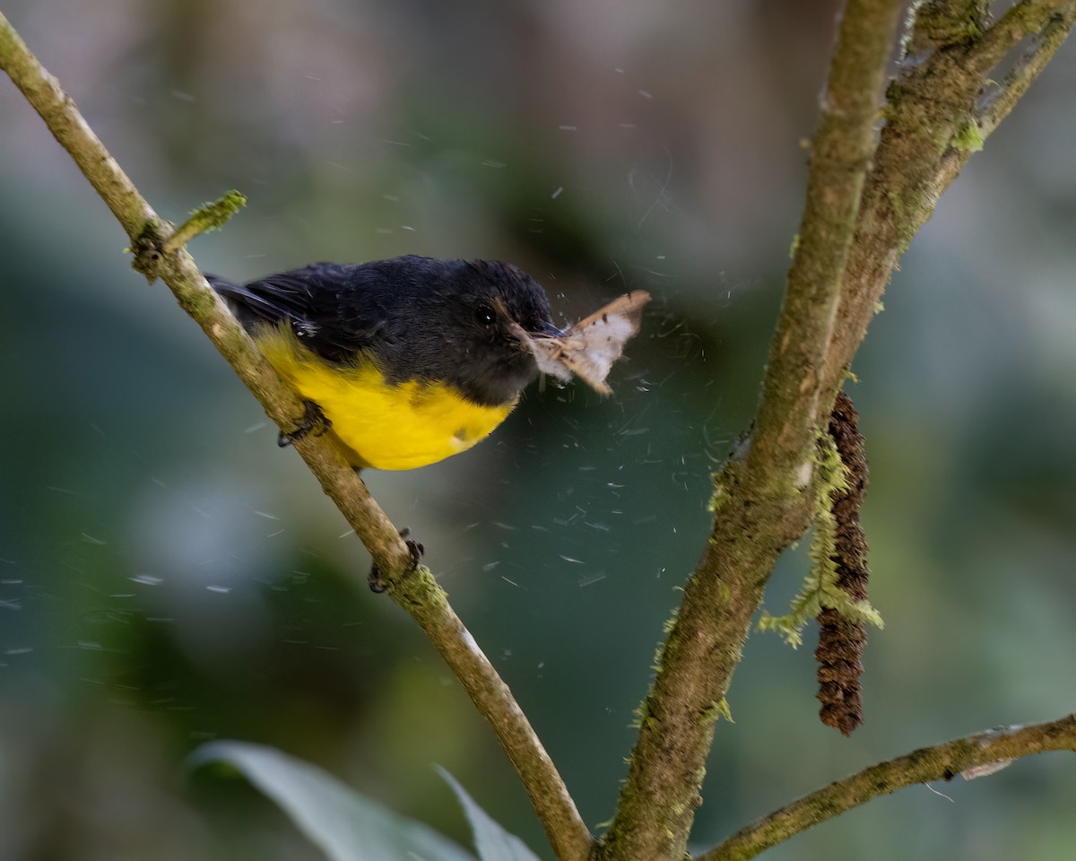 Paruline ardoisée - ML647426748
