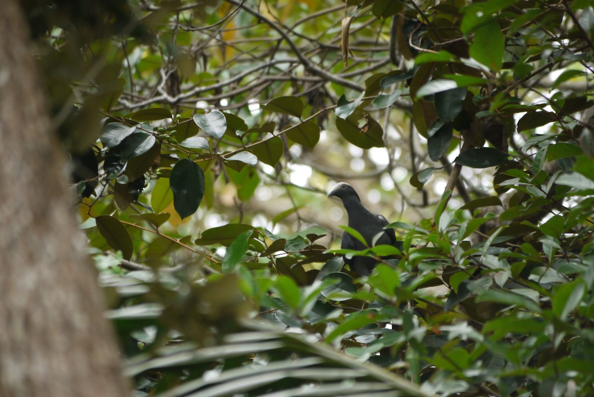 holub antilský - ML647426753