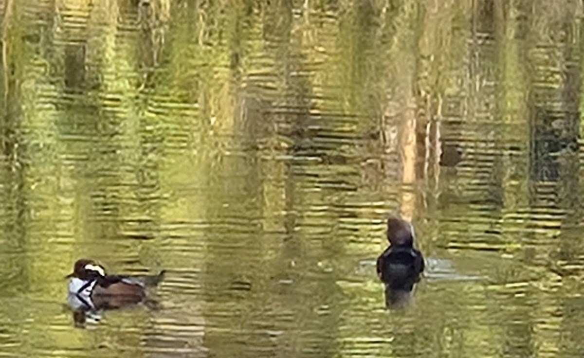 Hooded Merganser - ML647426764
