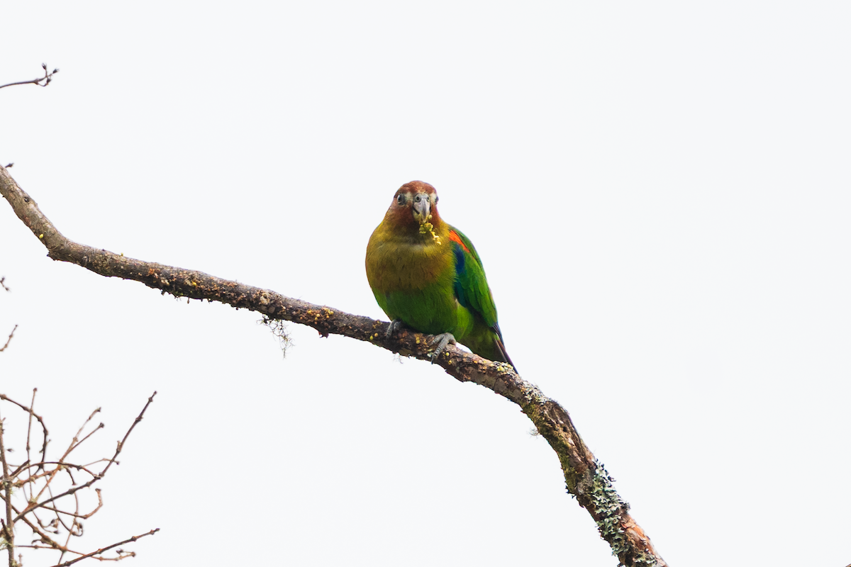 Rusty-faced Parrot - ML647426766