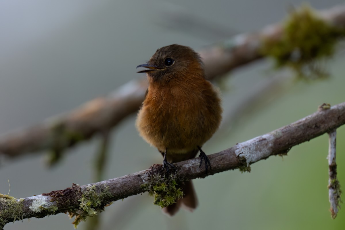 Moucherolle cannelle (cinnamomeus/pyrrhopterus) - ML647426770