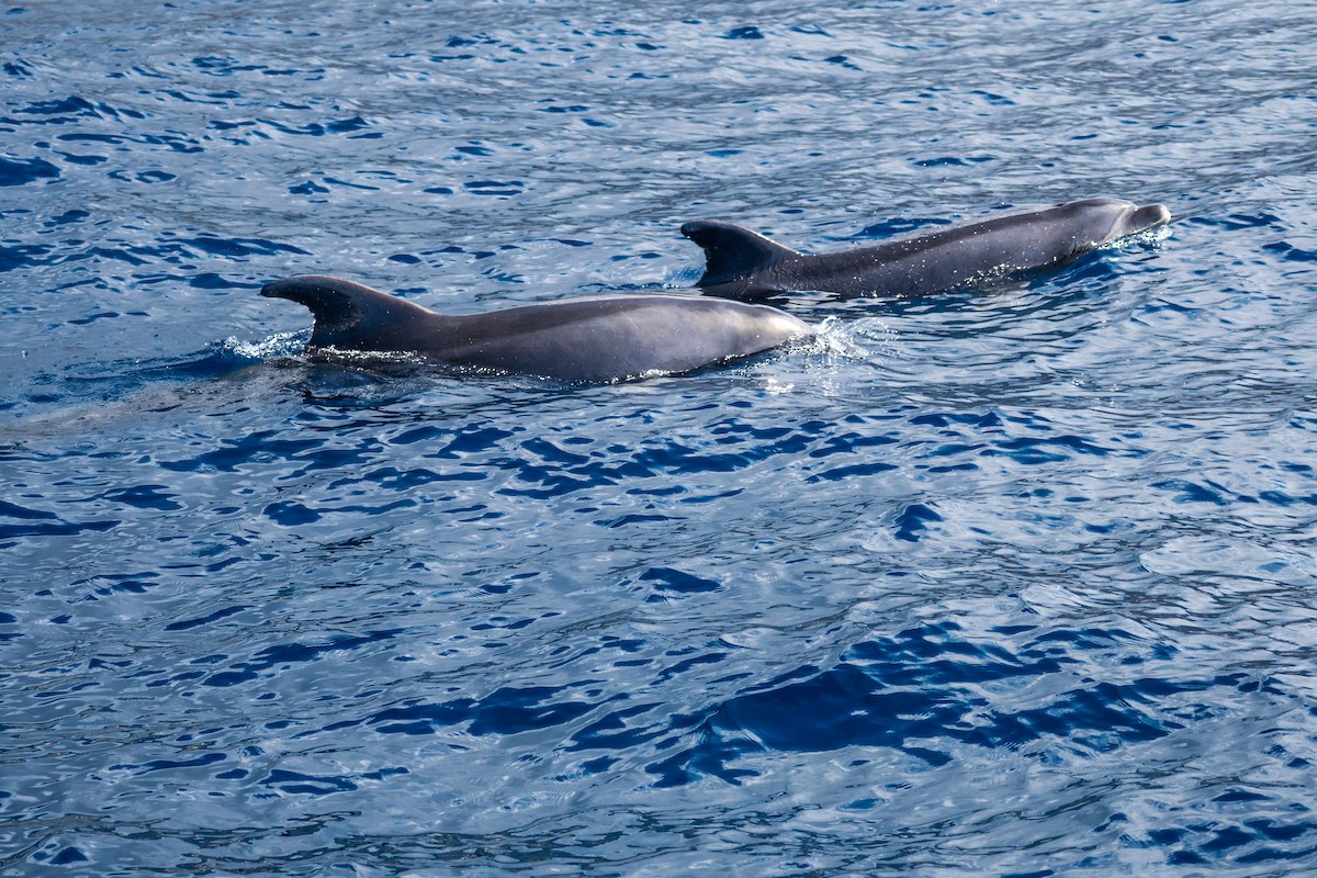 Common Bottlenose Dolphin - ML647426788