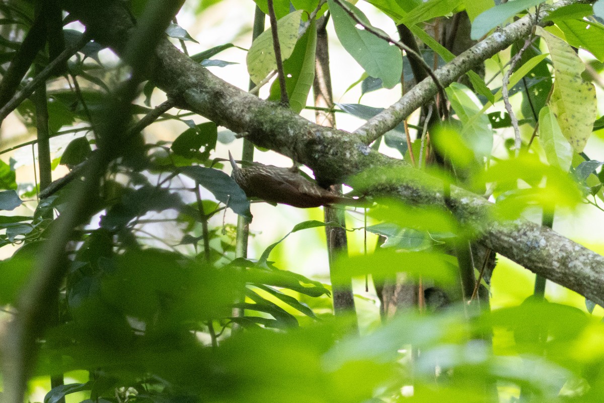 Cocoa Woodcreeper - ML647426790