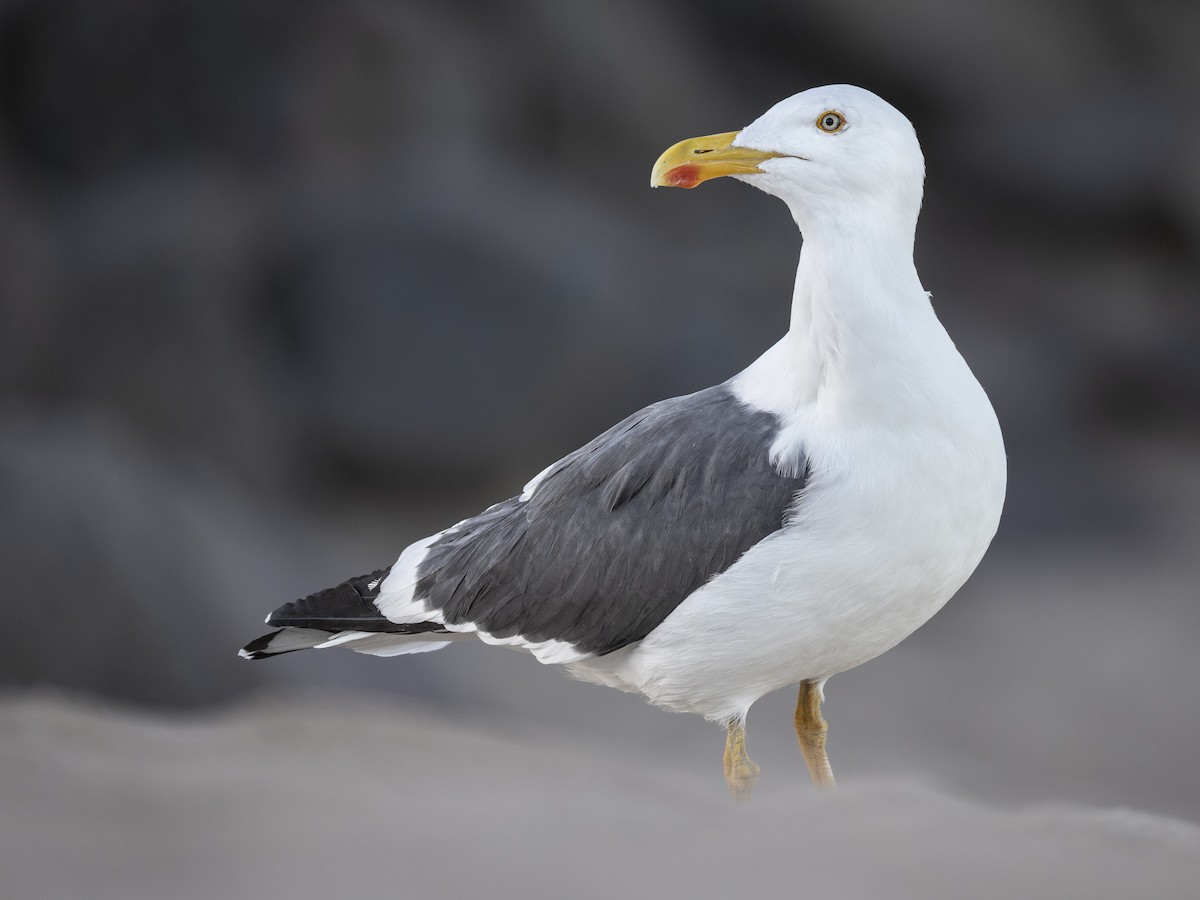 gulfotsvartbak - ML647426796