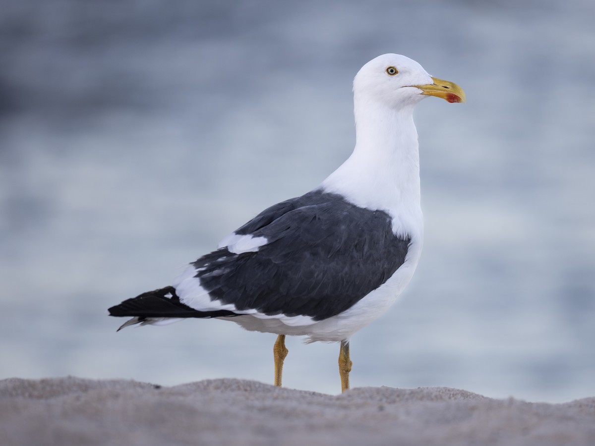 gulfotsvartbak - ML647426797