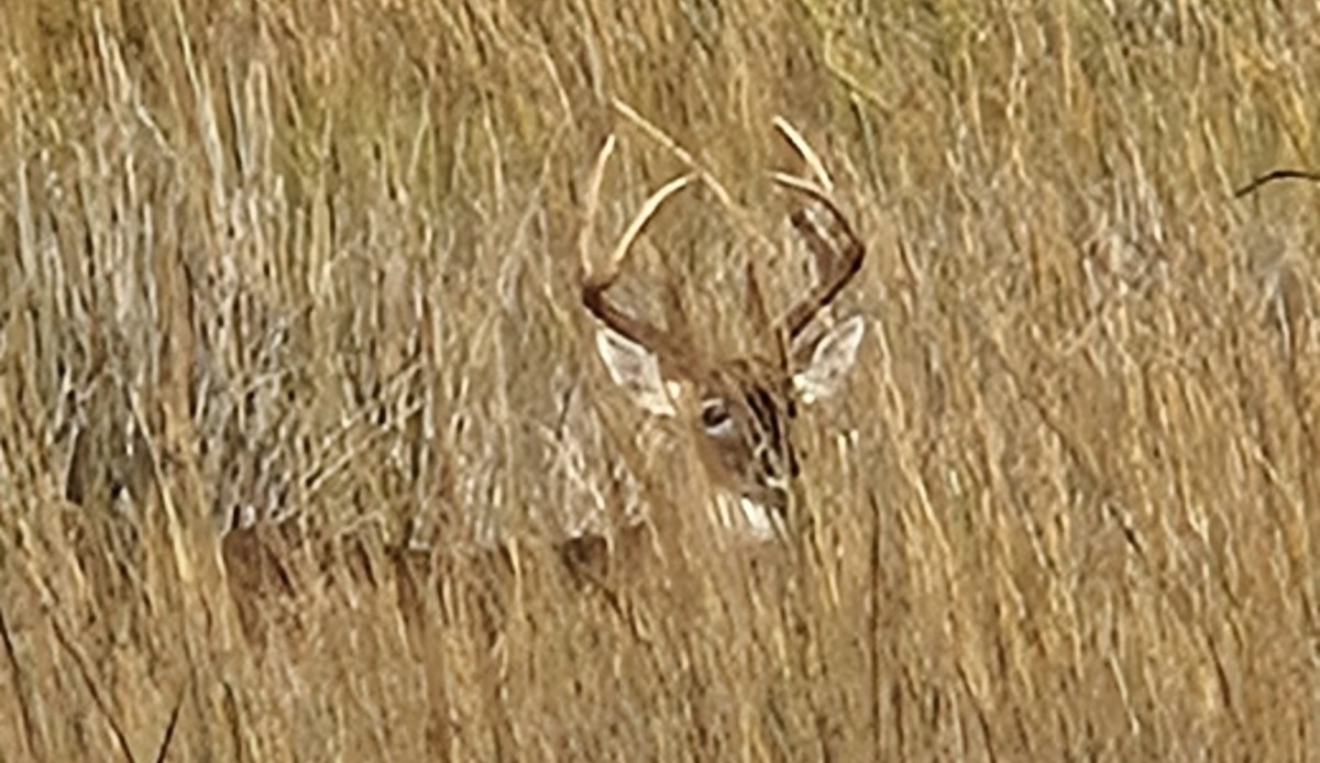 White-tailed Deer - ML647426801