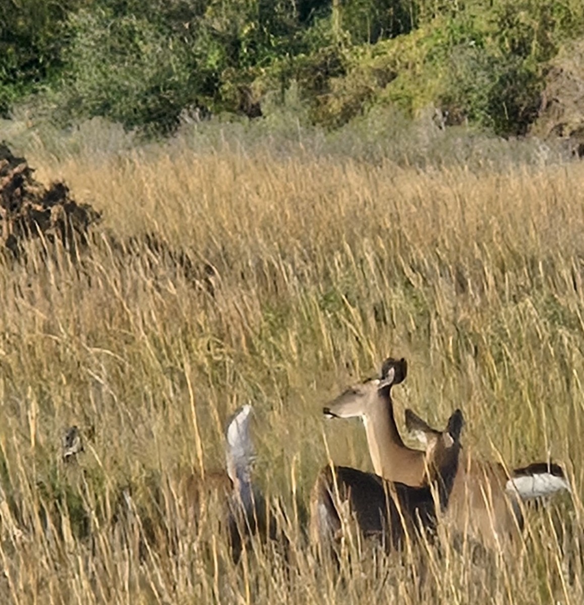 Animals - ML647426802