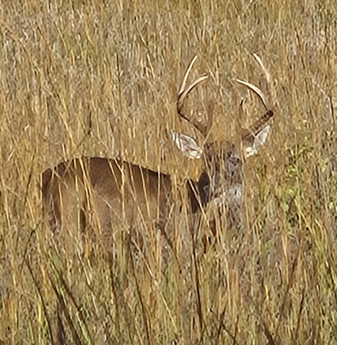 Animals - ML647426803