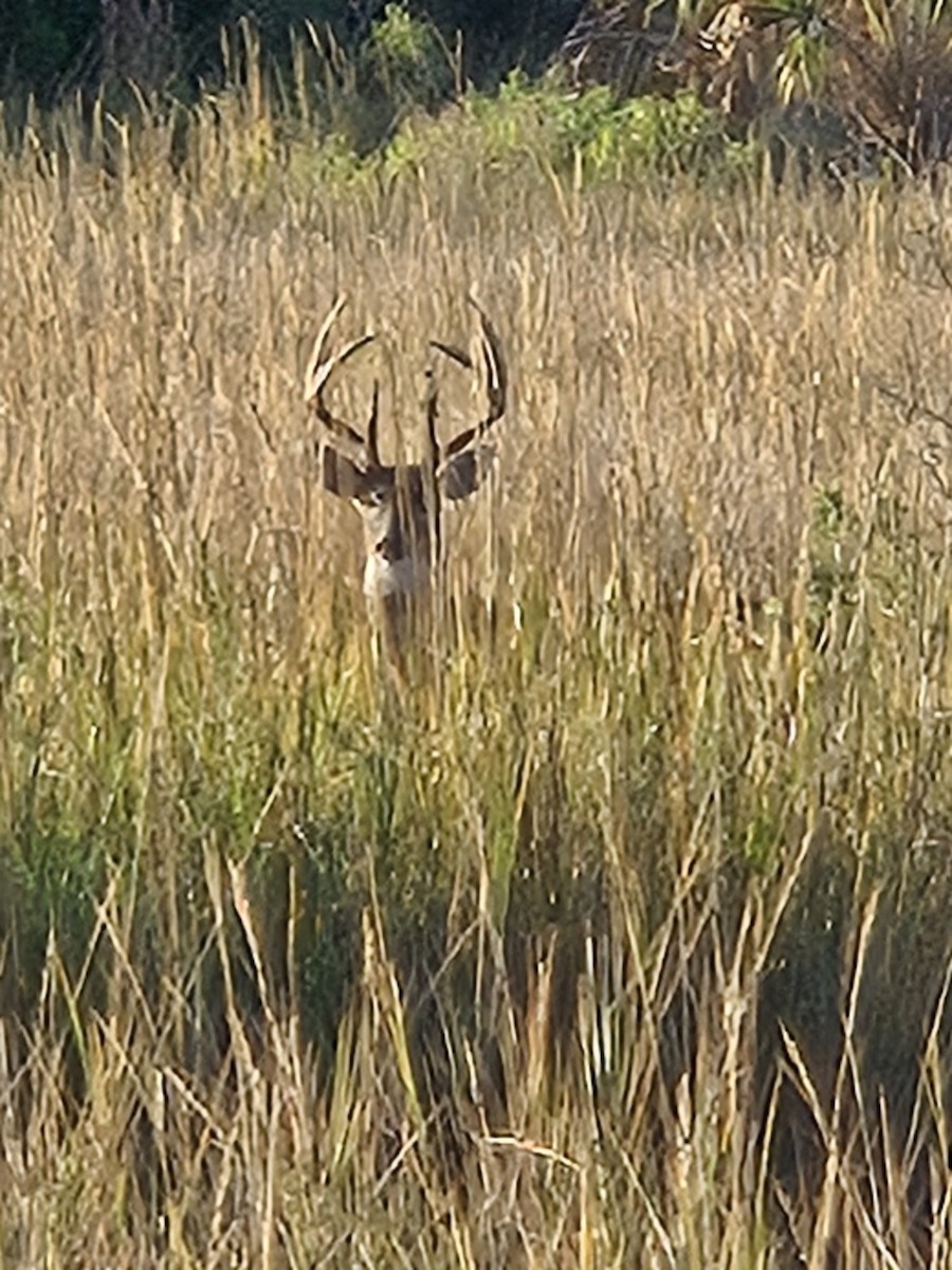 Animals - ML647426804