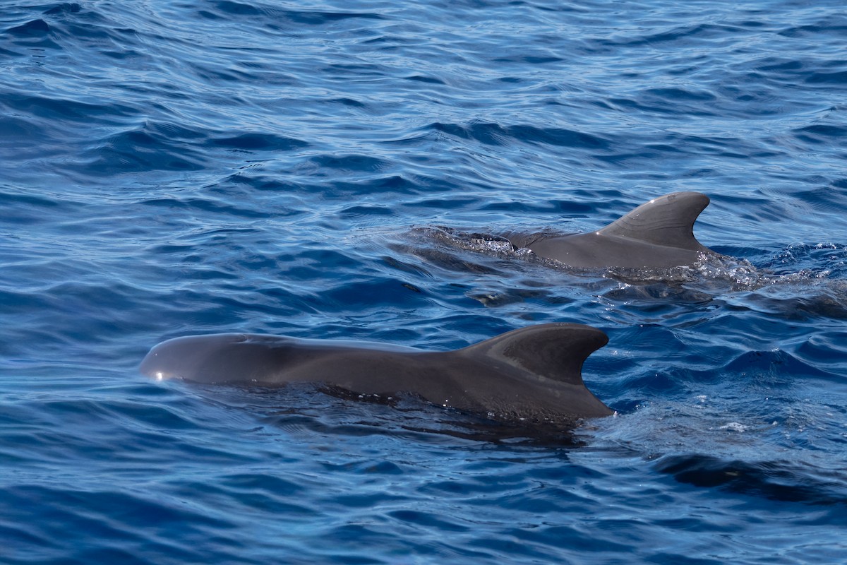 Long-finned Pilot Whale - ML647426805