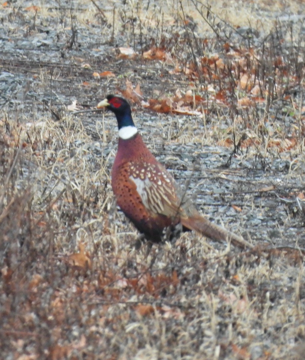 Jagdfasan - ML647426814