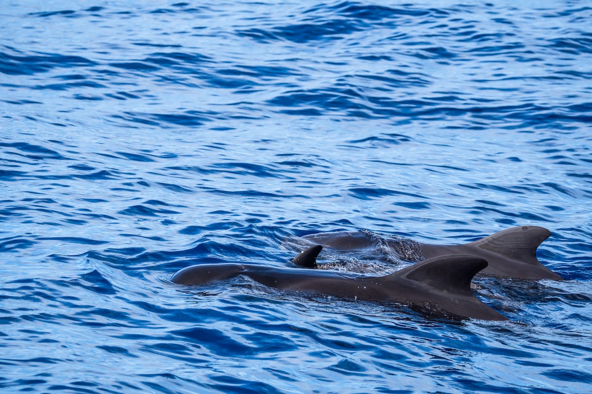 Long-finned Pilot Whale - ML647426818