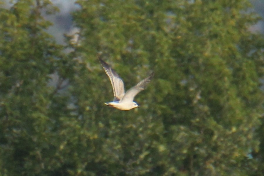 Mediterranean Gull - ML647426822
