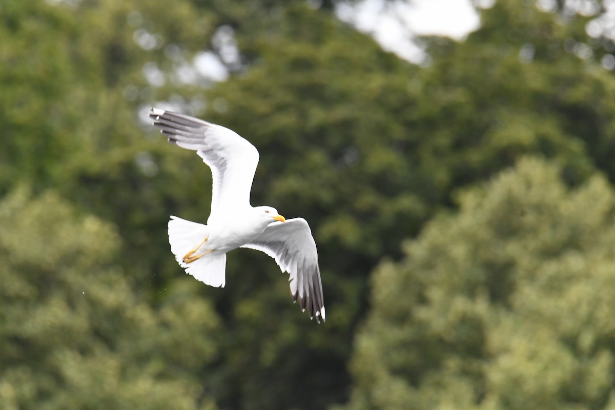Lesser Black-backed Gull - ML647426825
