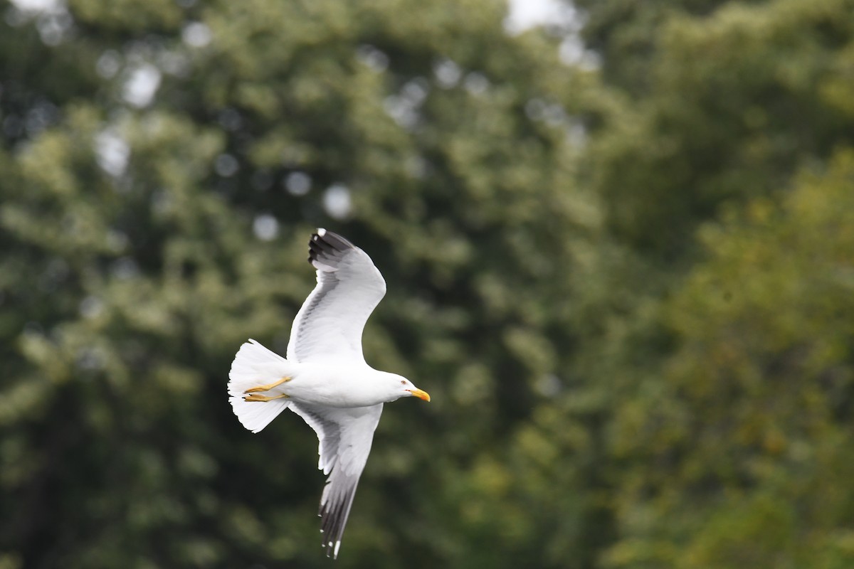 Lesser Black-backed Gull - ML647426826