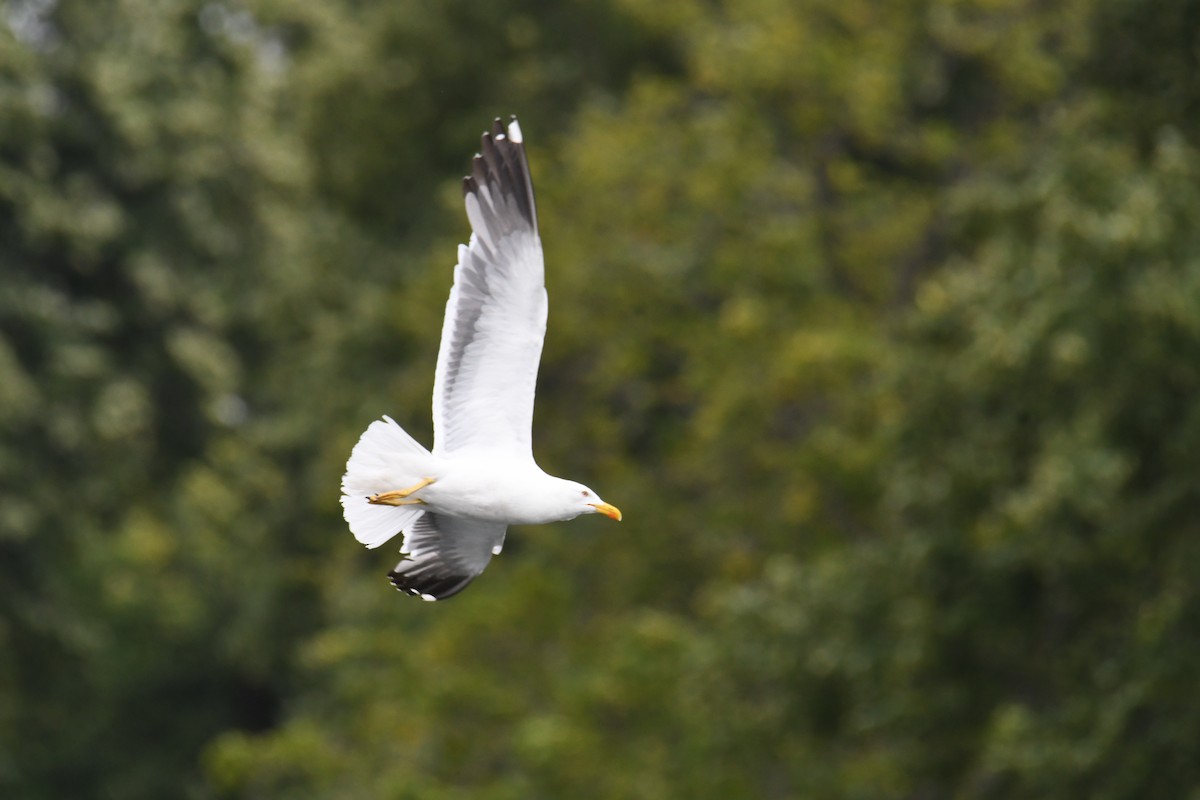 Lesser Black-backed Gull - ML647426827
