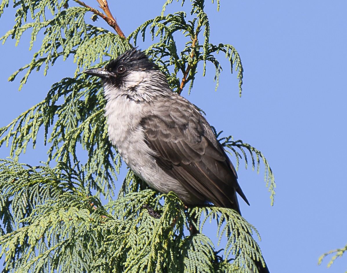 Sooty-headed Bulbul - ML647426841