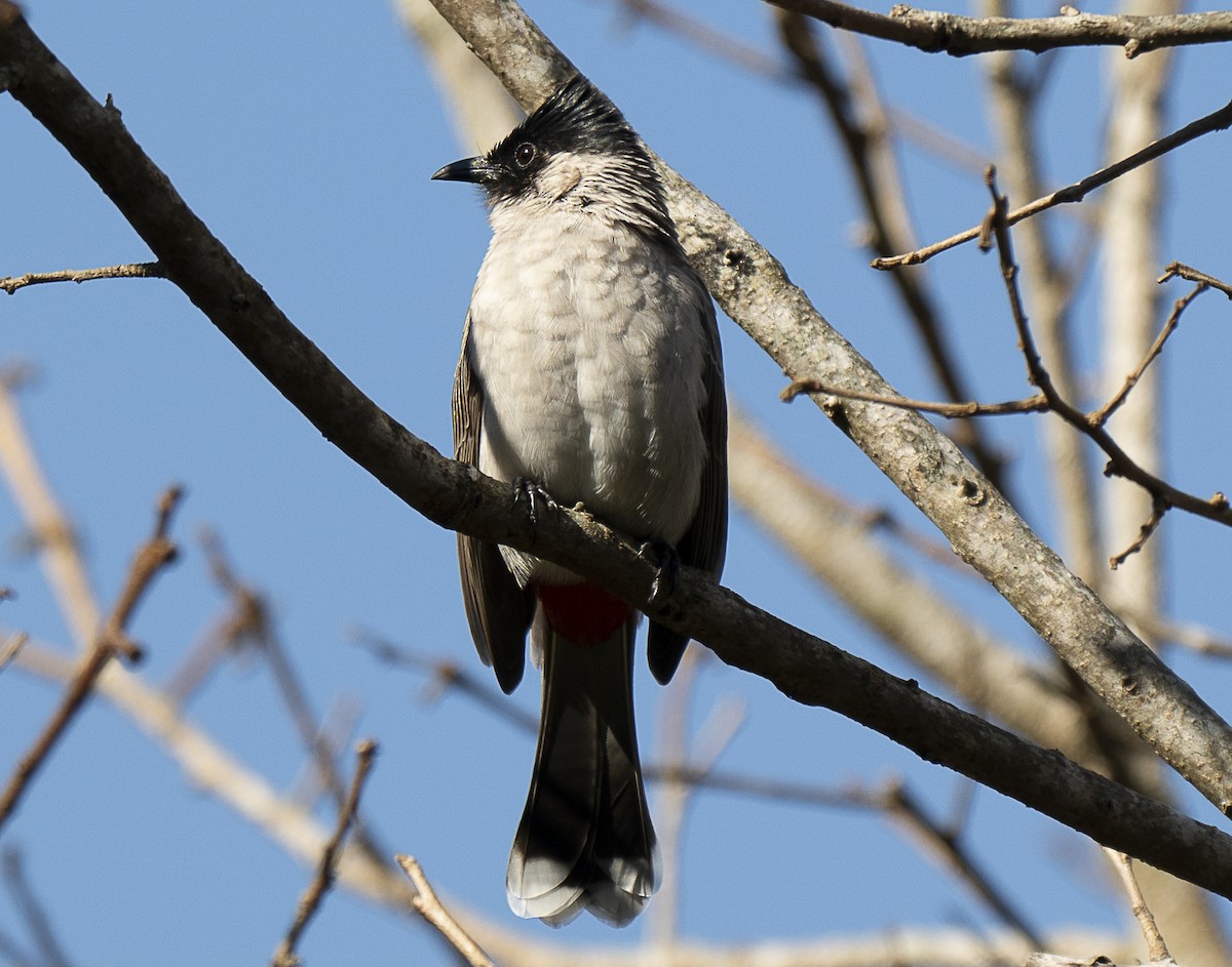 Sooty-headed Bulbul - ML647426843
